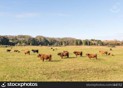 Scottish highlanders.