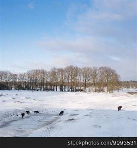 scottish highlanfder cattle drink in snow covered winter landscape of dutch province utrecht near rhenen and elst