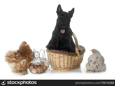 scottish terrier and chicken in front of white background