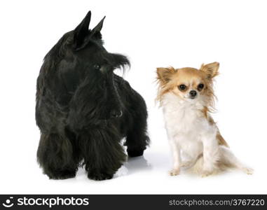 Scottish Terrier and chihuahua in front of white background