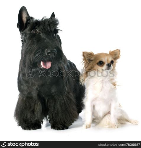 Scottish Terrier and chihuahua in front of white background