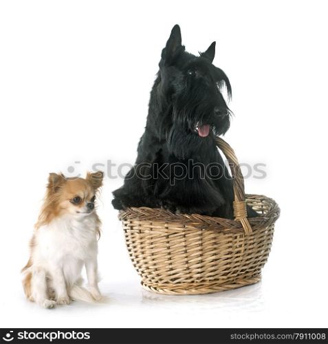 scottish terrier and chihuahua in front of white background