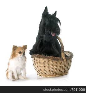 scottish terrier and chihuahua in front of white background