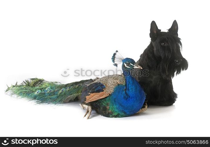 scottish terrier and peacock in front of white background