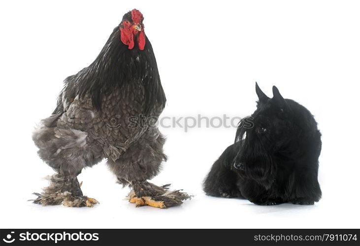 scottish terrier and rooster in front of white background