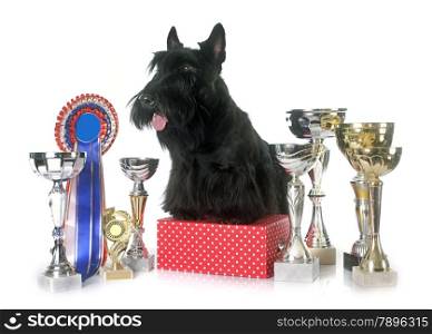 scottish terrier and trophy in front of white background