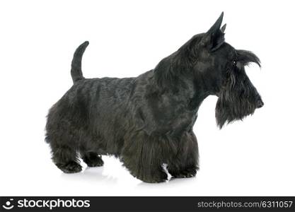 Scottish Terrier in front of white background