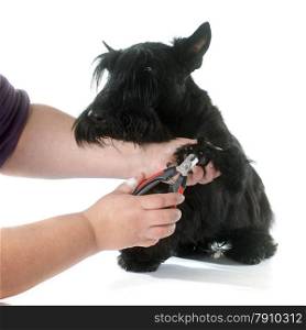 scottish terrier in front of white background