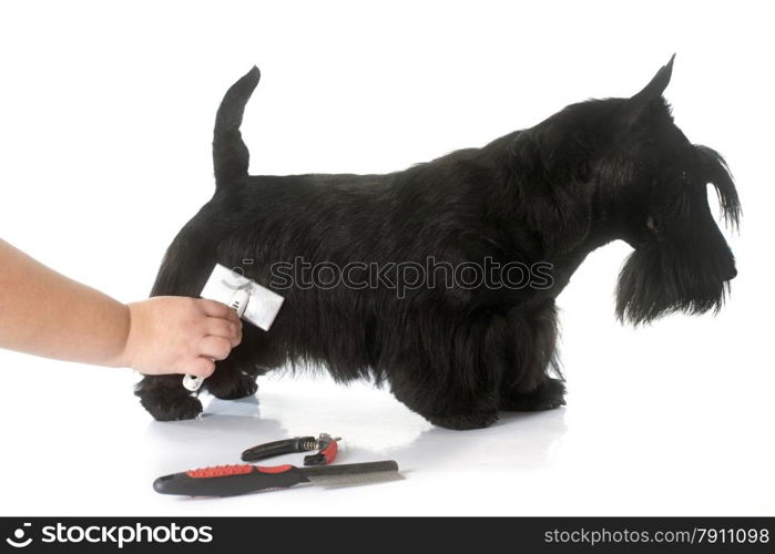 scottish terrier in front of white background