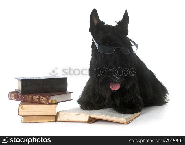 scottish terrier in front of white background