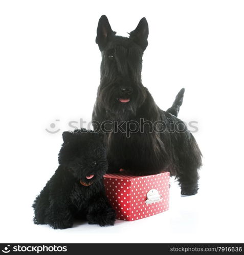 scottish terrier in front of white background