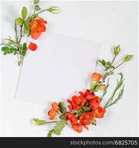 Scrapbook page of wedding or family photo album, frame with red Chaenomeles japonica flowers and green leaves on light wooden background; top view, flat lay, overhead view