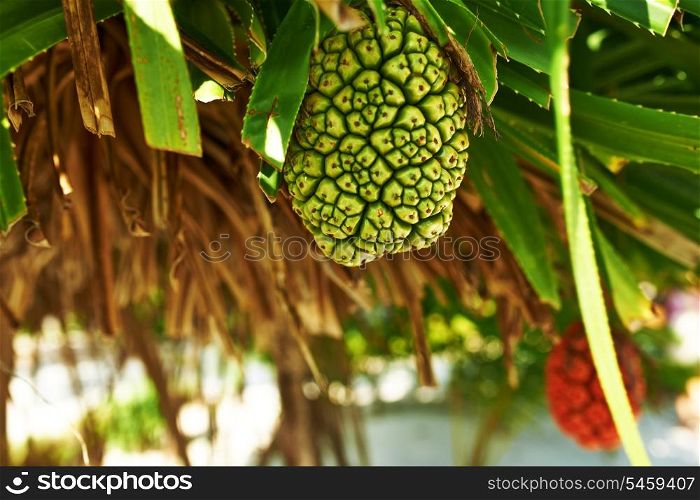 Screw Pine fruit, Pandanus tectorius or Pandanus odoratissimus