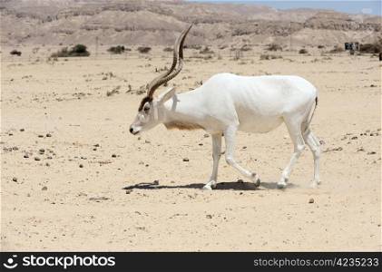Screwhorn antelope in the reserve Hai-Bar Yotvata in southern Israel.