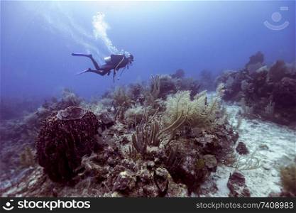 Scuba diver and coral reef underwater, Belize
