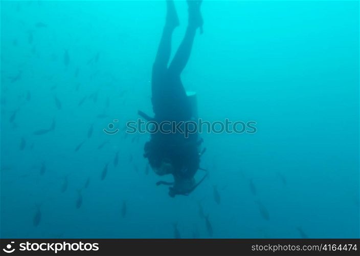 Scuba diver and fish swimming underwater, San Cristobal Island, Galapagos Islands, Ecuador