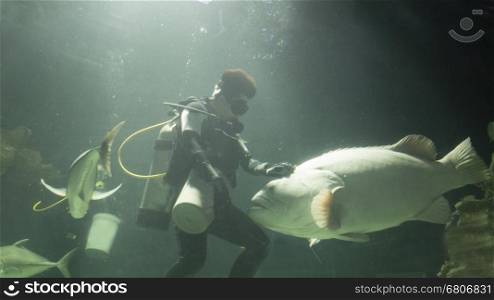 scuba diver feed fish in water tank aquarium
