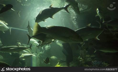 scuba diver feed fish in water tank aquarium