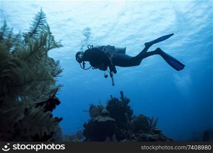 Scuba diver underwater near coral reefs, Belize
