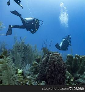 Scuba divers underwater around coral reefs, Three Amigos, Turneffe Atoll, Belize Barrier Reef, Belize