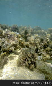 Scuba diving with underwater view.