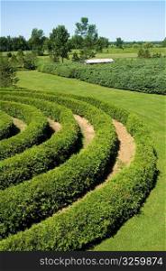 Sculpted green maze shrubbery in a country garden.