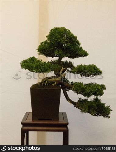 Sculpture bonsai of Chinese Juniper with bark stripped to show age