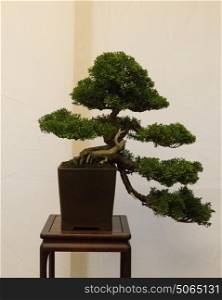 Sculpture bonsai of Chinese Juniper with bark stripped to show age