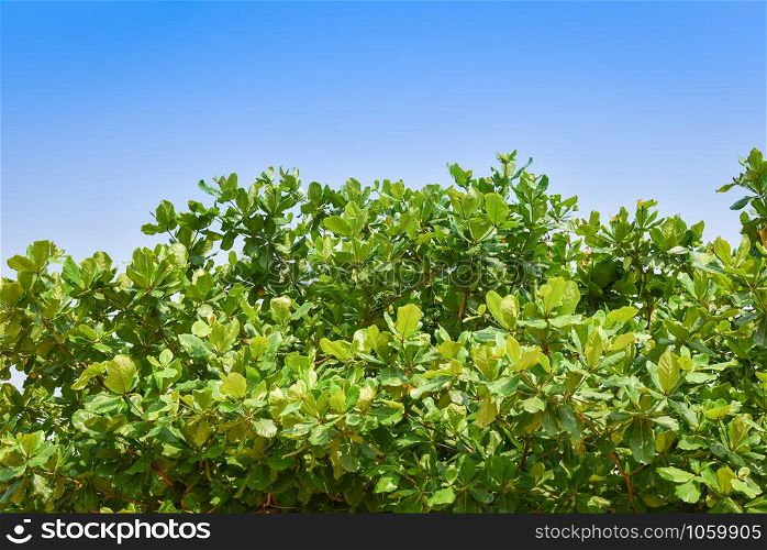 Sea almond leaf on tre and blue sky background / Terminalia catappa
