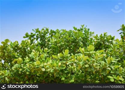 Sea almond leaf on tre and blue sky background / Terminalia catappa