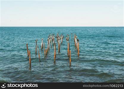 Sea and cormorants sitting on metal pins, the remains of an old pier.