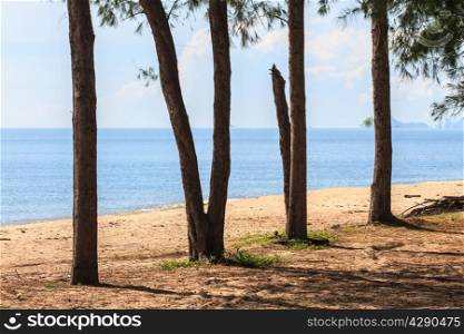 sea and pine tree, Shining day in Thailand