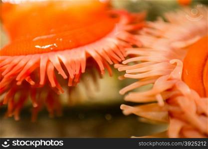 Sea anemone. Closeup of two red sea anemone under water in an aquarium