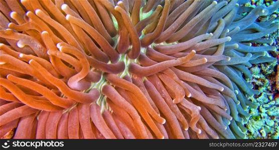 Sea Anemone, Cora Reef, Bunaken National Marine Park, Bunaken, North Sulawesi, Indonesia, Asia