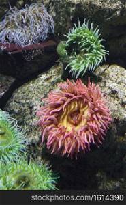 Sea anemone in aquarium in Lisbon, Spain.