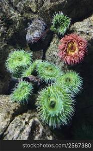 Sea anemone in aquarium in Lisbon, Spain.