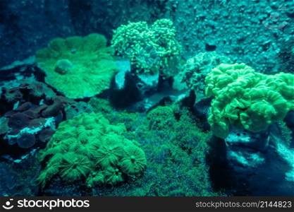 Sea anemone on a tropical coral reef. Sea anemone on a coral reef