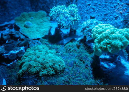 Sea anemone on a tropical coral reef. Sea anemone on a coral reef