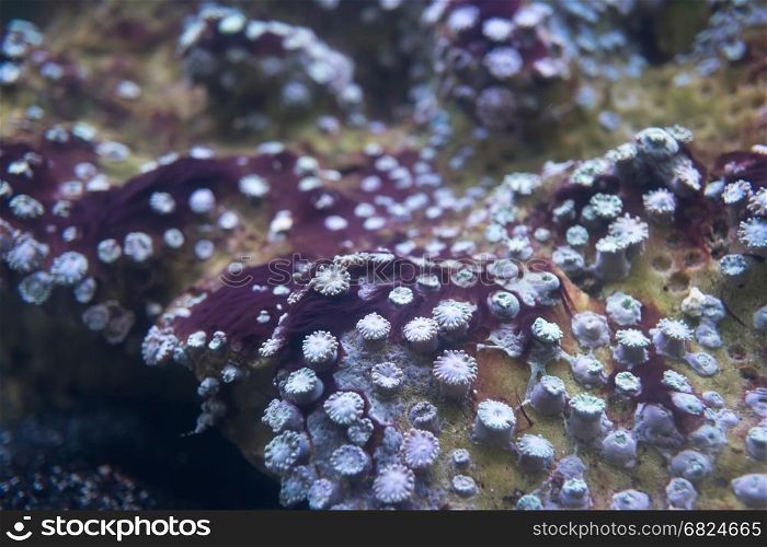 Sea anemones in marine aquarium