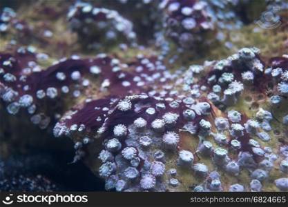 Sea anemones in marine aquarium