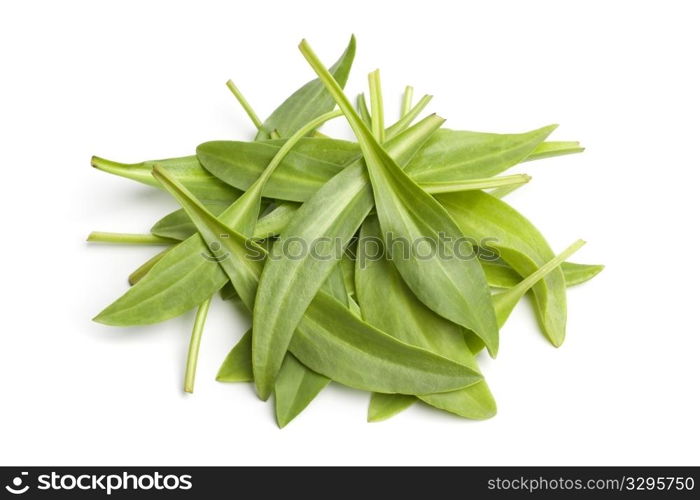 Sea aster leaves on white background