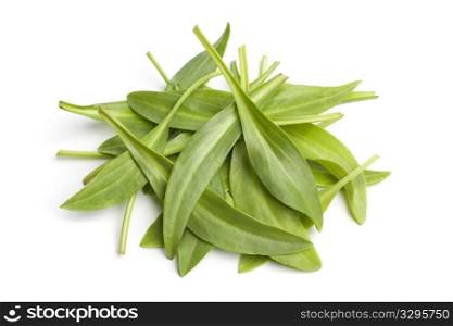 Sea aster leaves on white background
