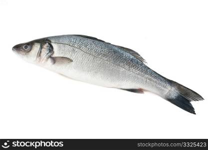 sea bass isolated on white with clipping path