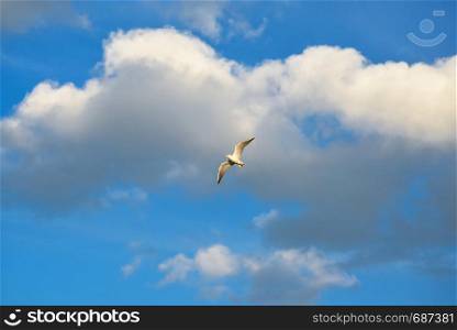 Sea Bird flying on the background of dramatic blue sky. Bird on the background of blue sky