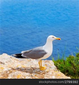 sea bird on perfect mediterranean sea in Balearic islands seagull