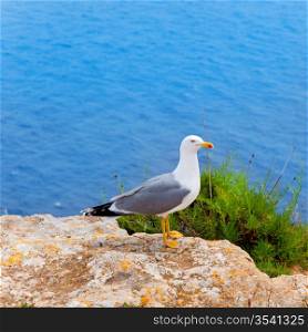 sea bird on perfect mediterranean sea in Balearic islands seagull