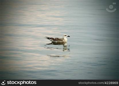 sea bird seagull in water. nature