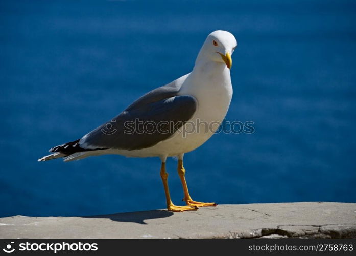 sea bird seagull. nature close-up