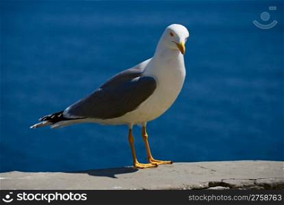 sea bird seagull. nature close-up