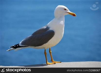 sea bird seagull. nature closeup